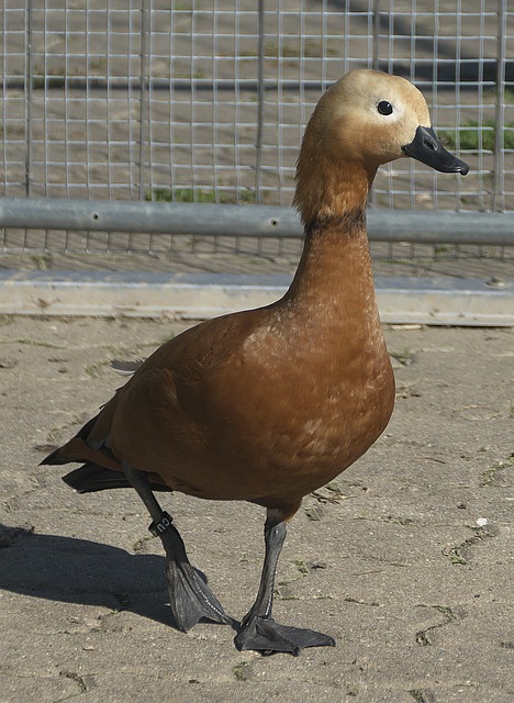 合能力